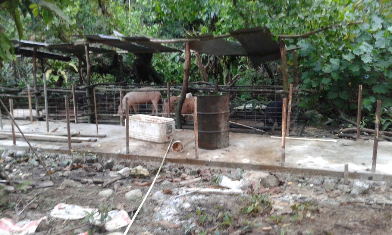 Micronesia Conservation Trust (MCT) Project: Protecting the streams of Pohnpei Island 