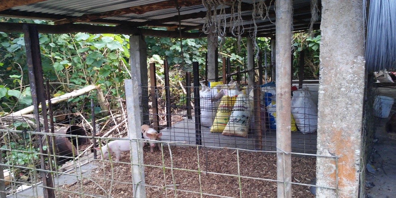 Micronesia Conservation Trust (MCT) Project: Protecting the streams of Pohnpei Island 