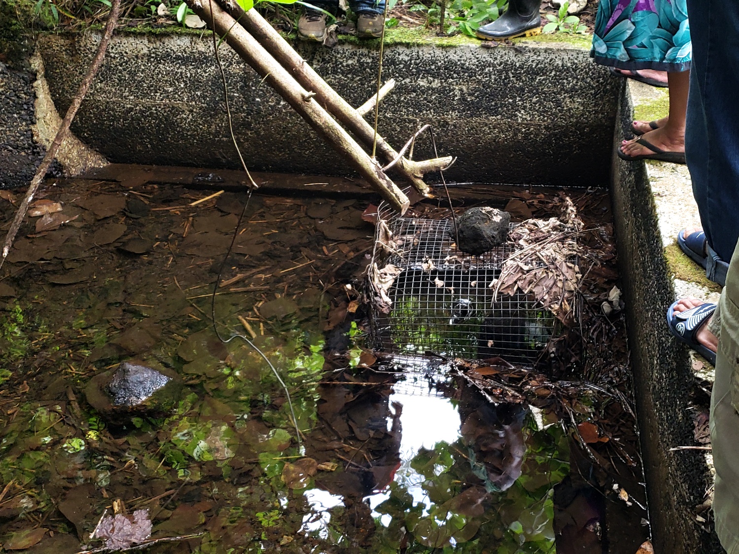 ポンペイ州キチ地区ウォン村の貯水池・排水システム改修プロジェクト