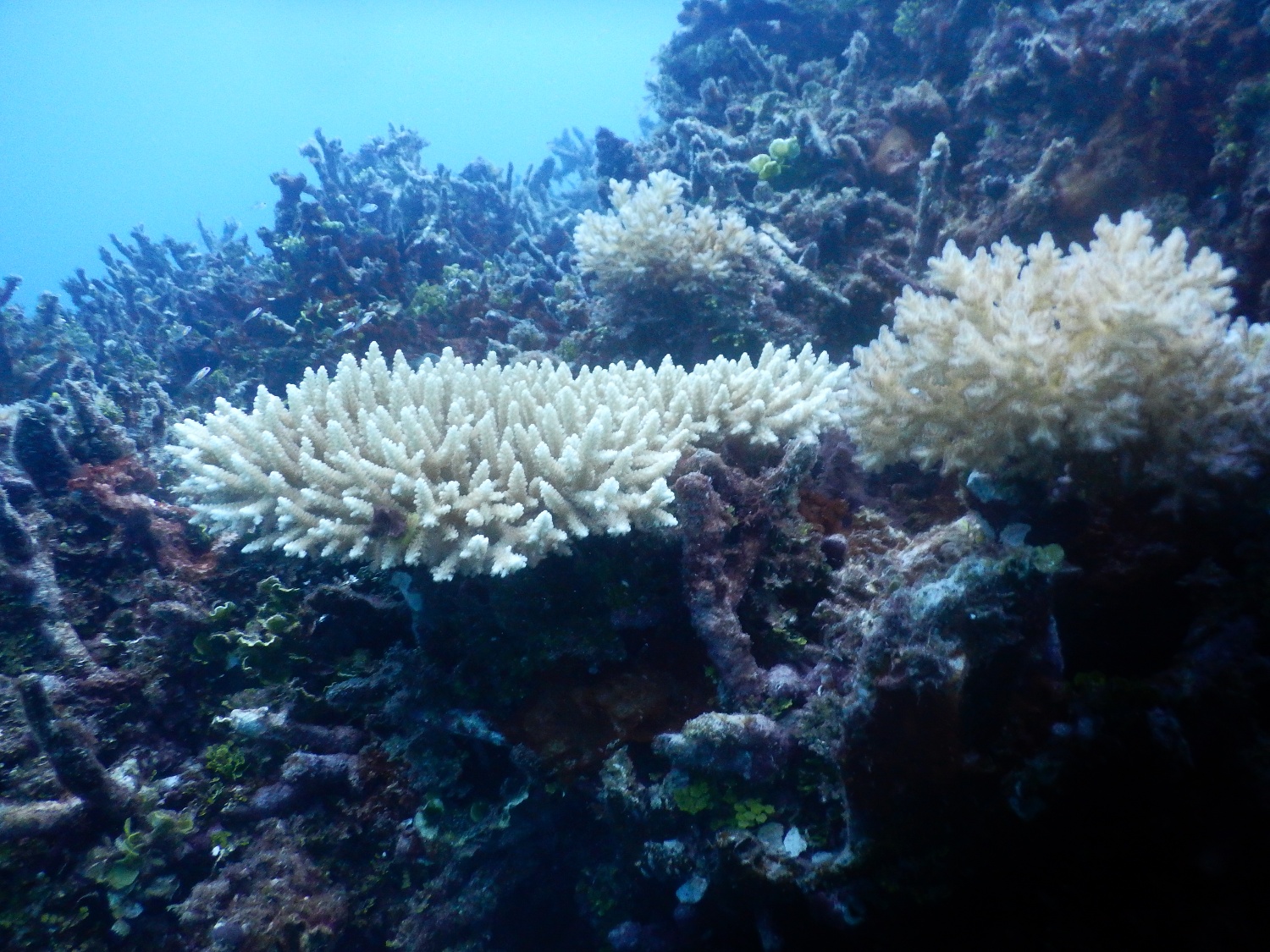 APIC-MCT Cooperation Project -- Chuuk, FSM Coral Reef Monitoring Project Support