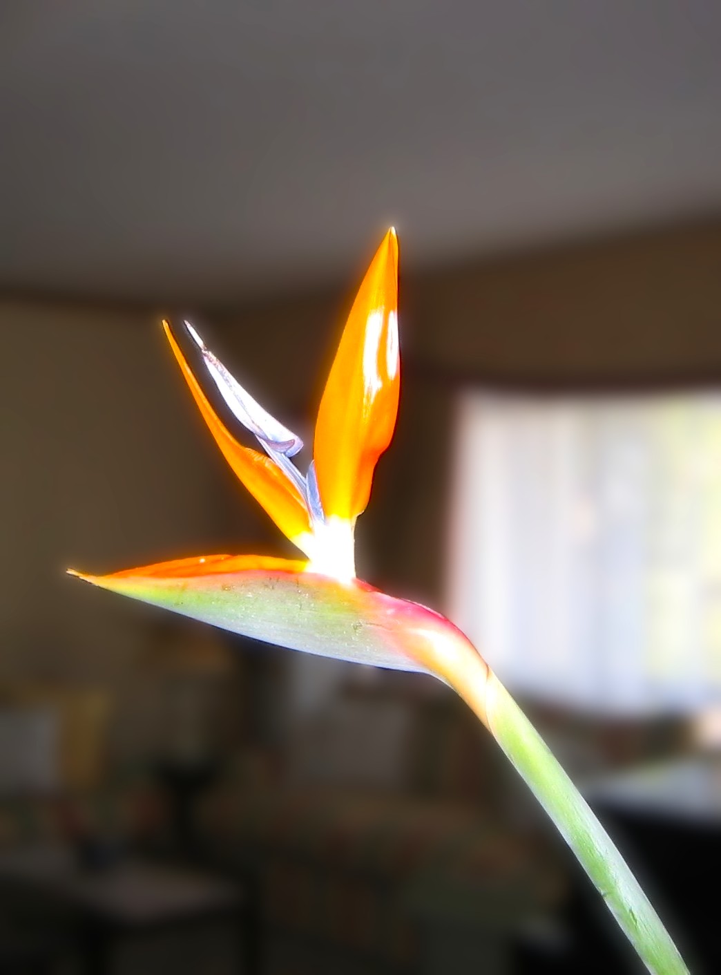 ストレリチア